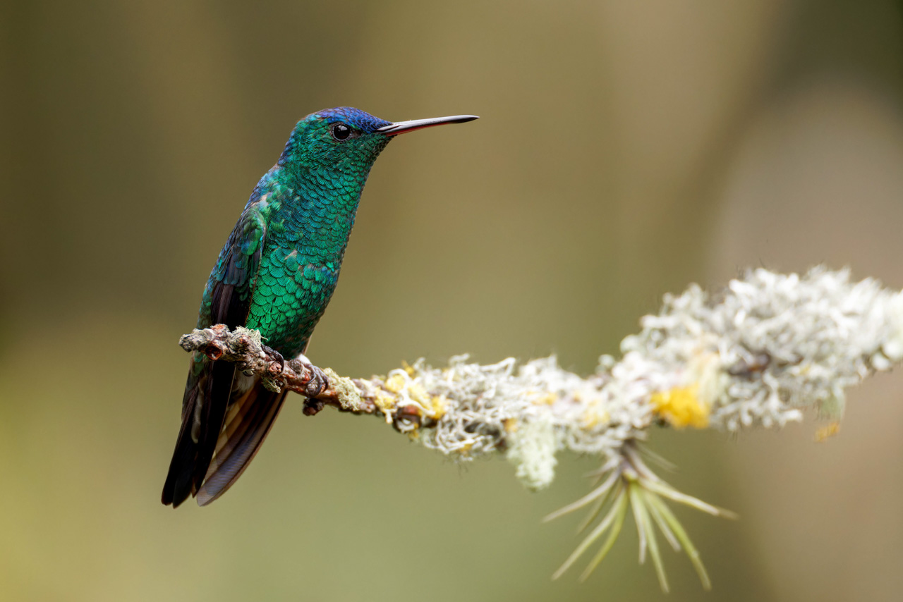 Violet-capped Hummingbird