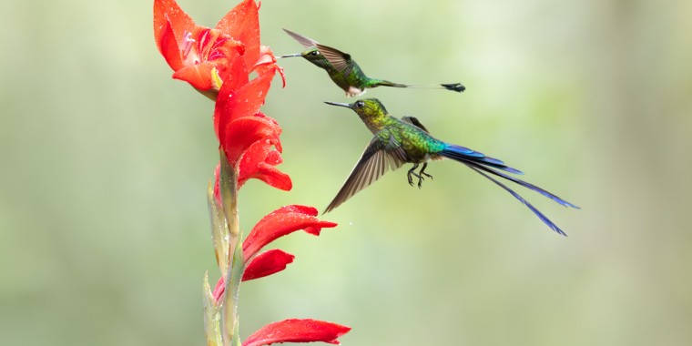 Ecuador Bird Photography Trip Report (April 20 - May 3, 2026)