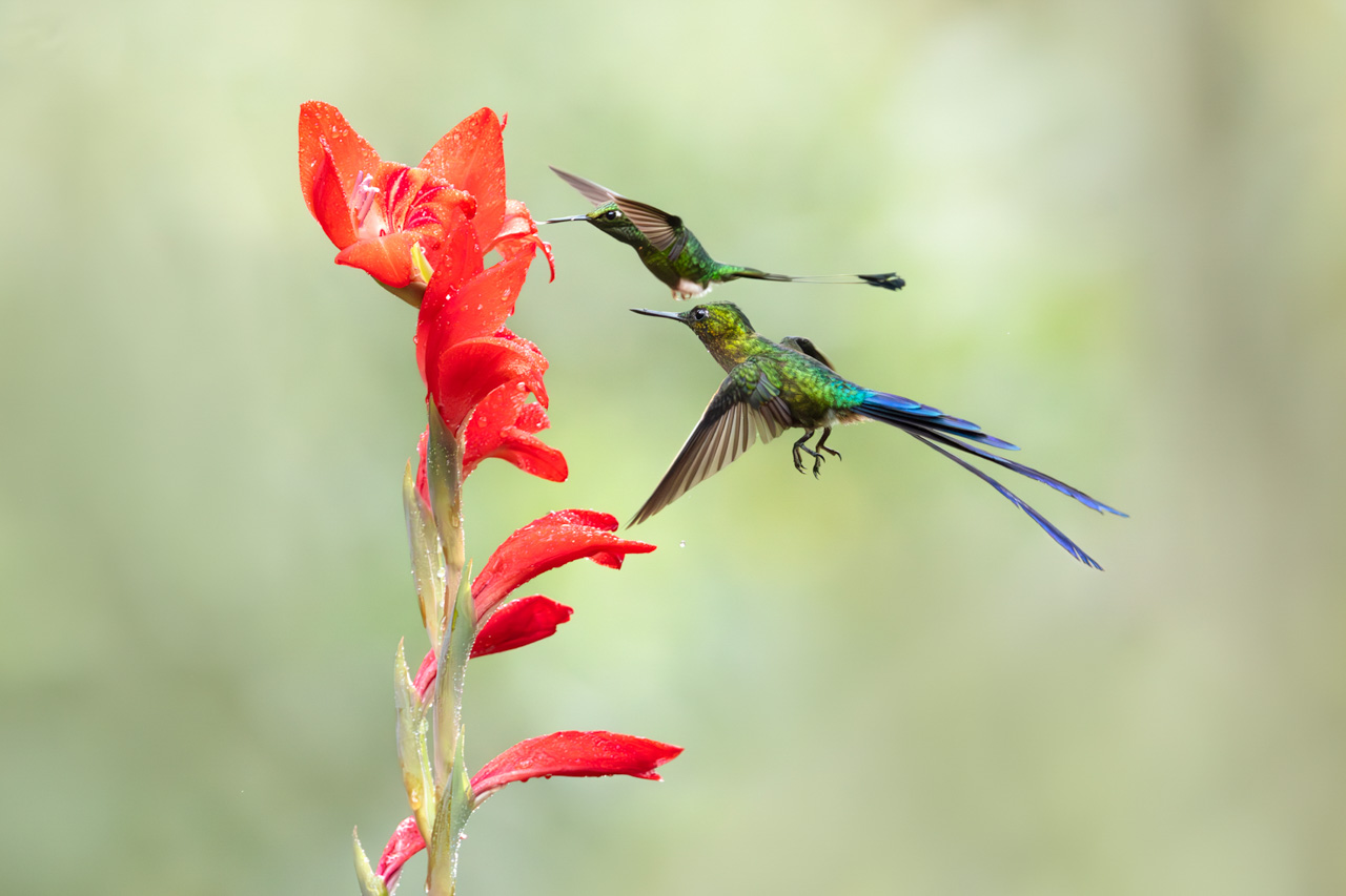 Violet-tailed Sylph and White-booked Racket-tail