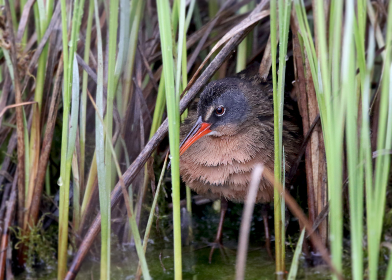 Virginia Rail