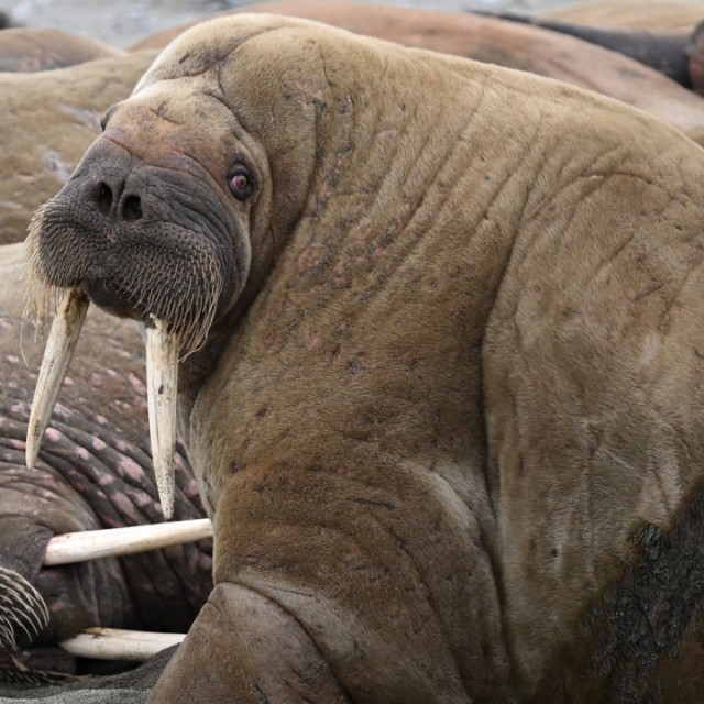 Walrus