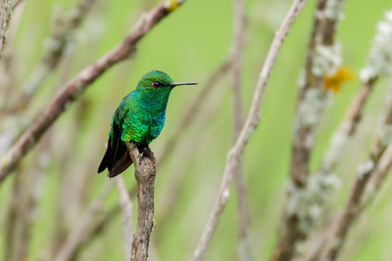 Western Emerald