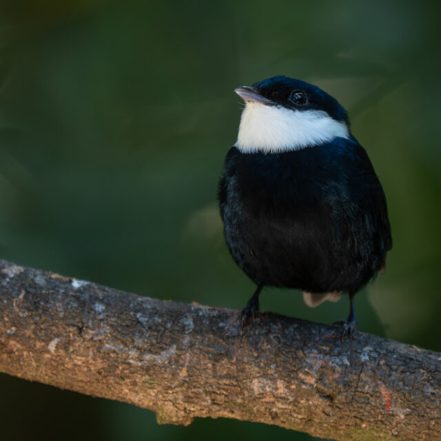White-bibbed Manakin