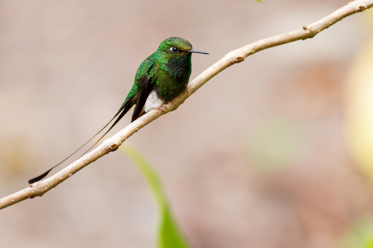 White-booted Racket-tail