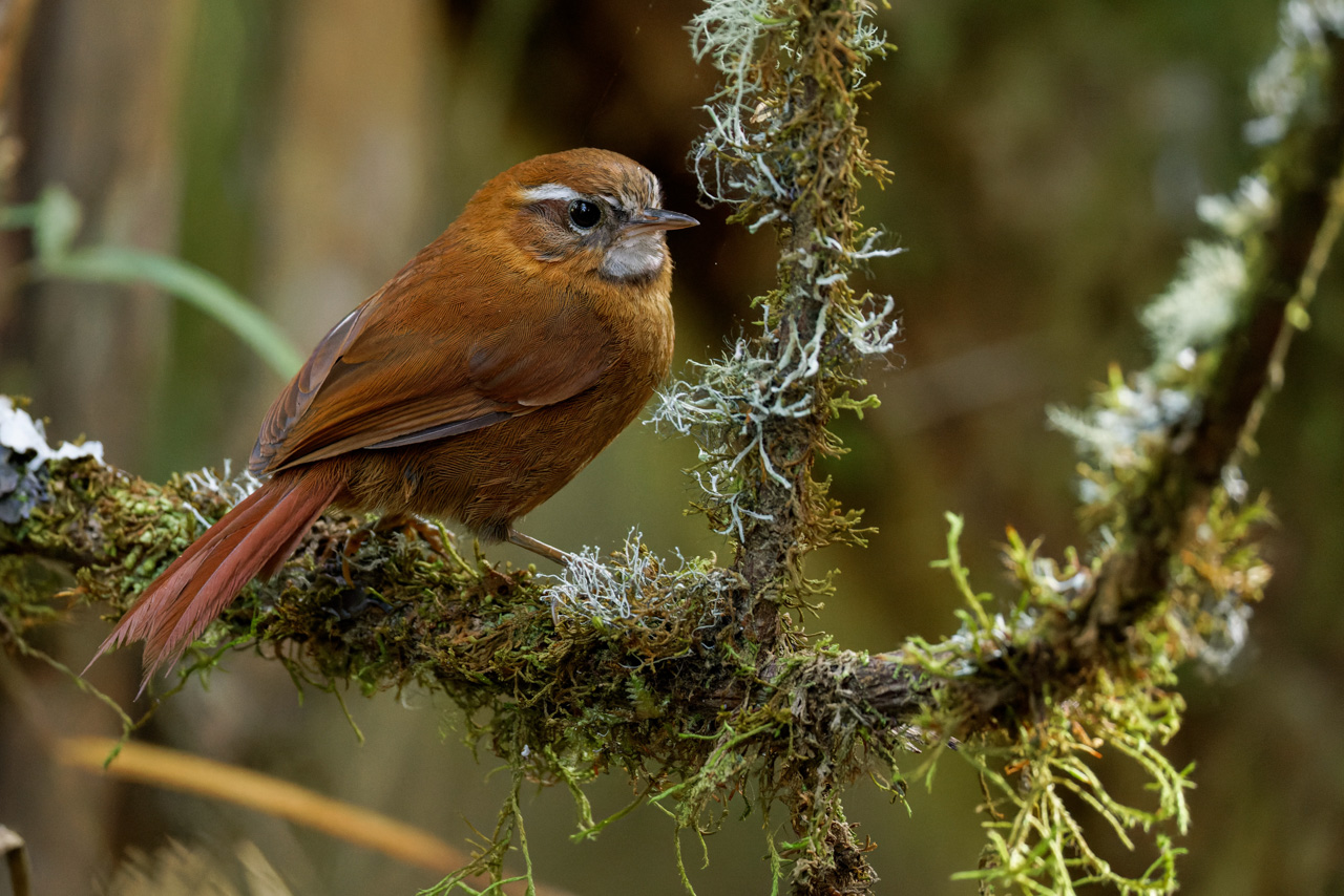 White-browed Spinetail
