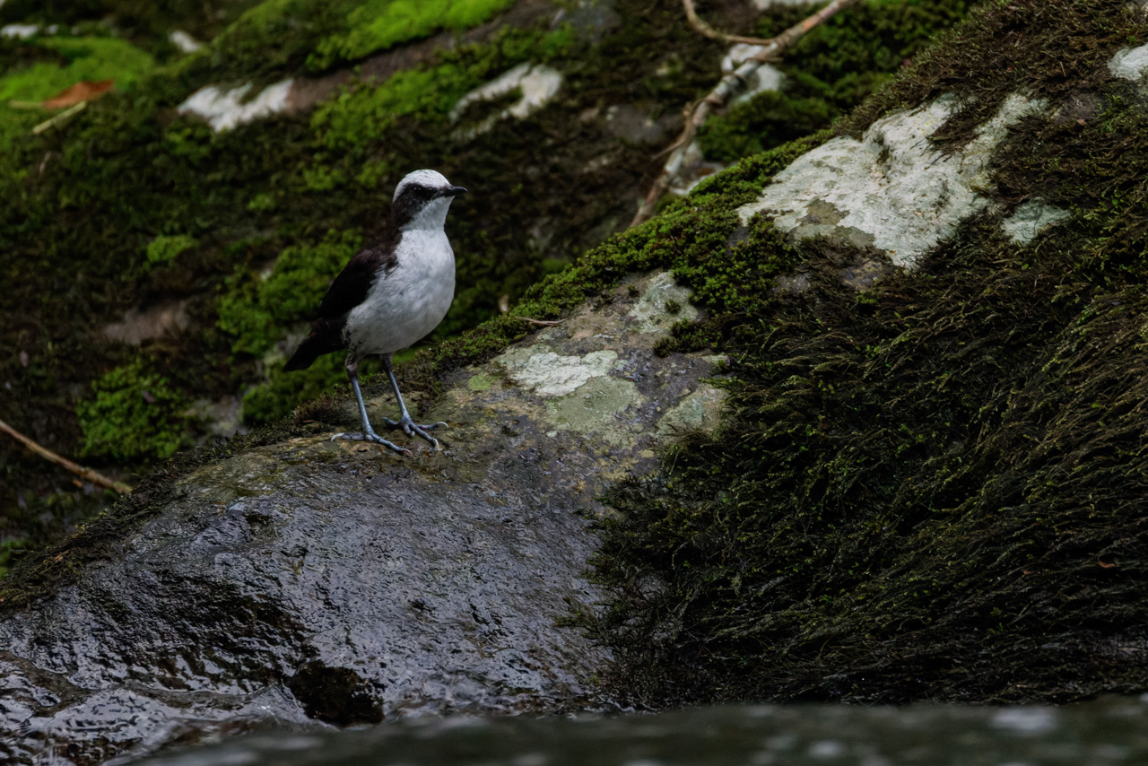 White-capped Dipper