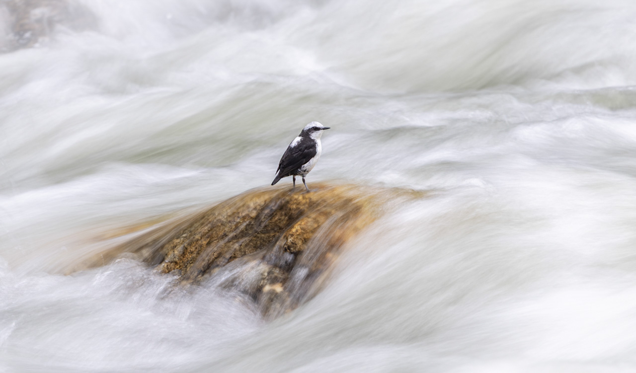 White-capped Dipper