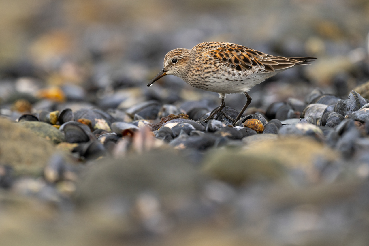 White-rumped Sandpiper