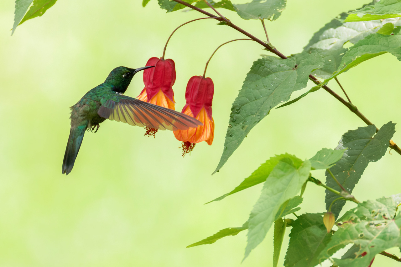 White-throated Daggerbill