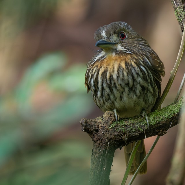 White-whiskered Puffbird
