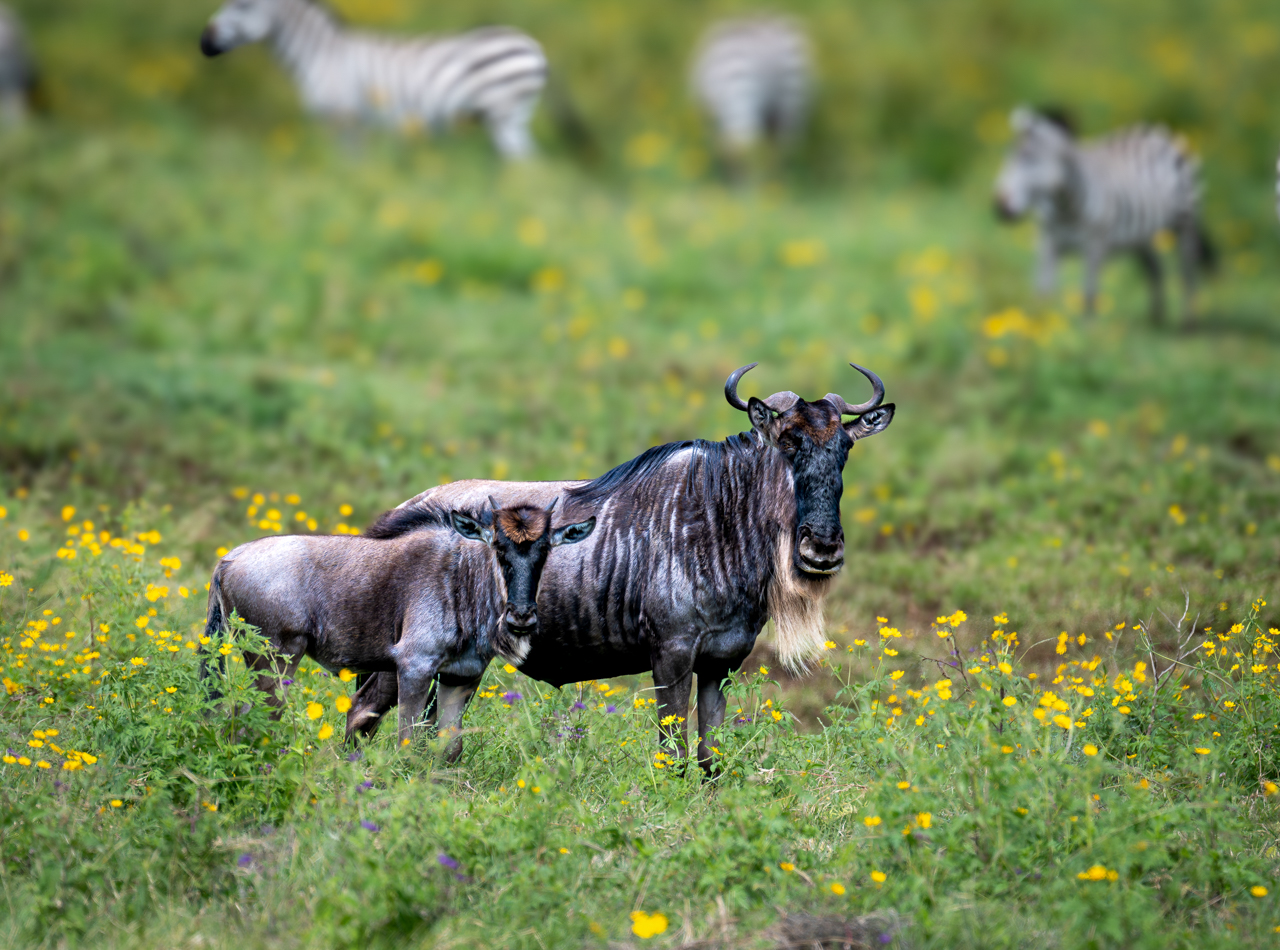 Wildebeest
