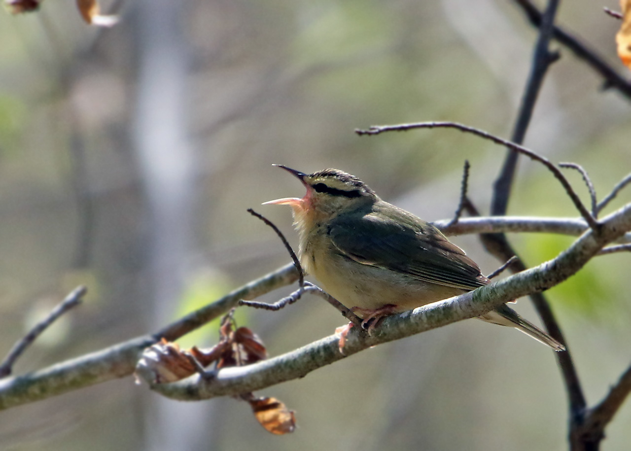 Point Pelee & Algonquin Park Trip Report (May 5 – 16, 2026)