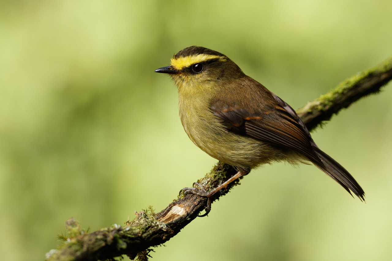 Yellow-bellied Chat-Tyrant