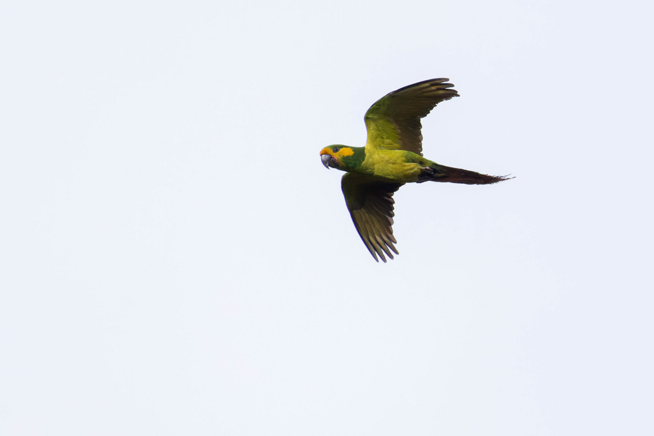 Yellow-eared Parrot