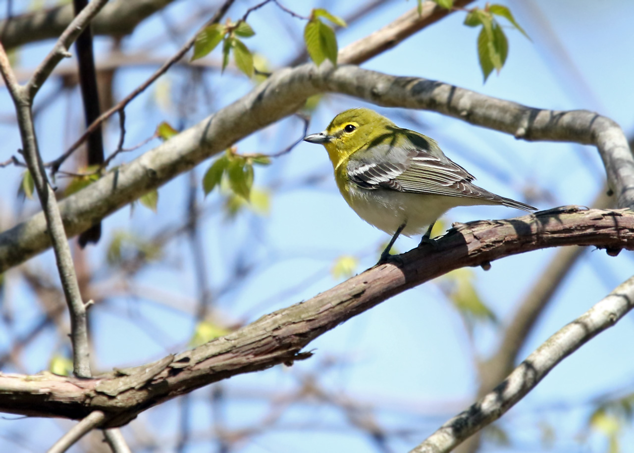 Point Pelee & Algonquin Park Trip Report (May 5 – 16, 2026)