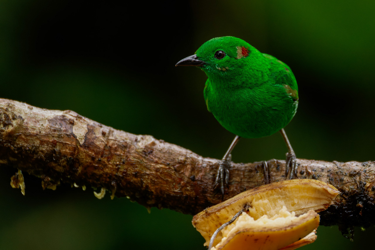 Glistening-green Tanager