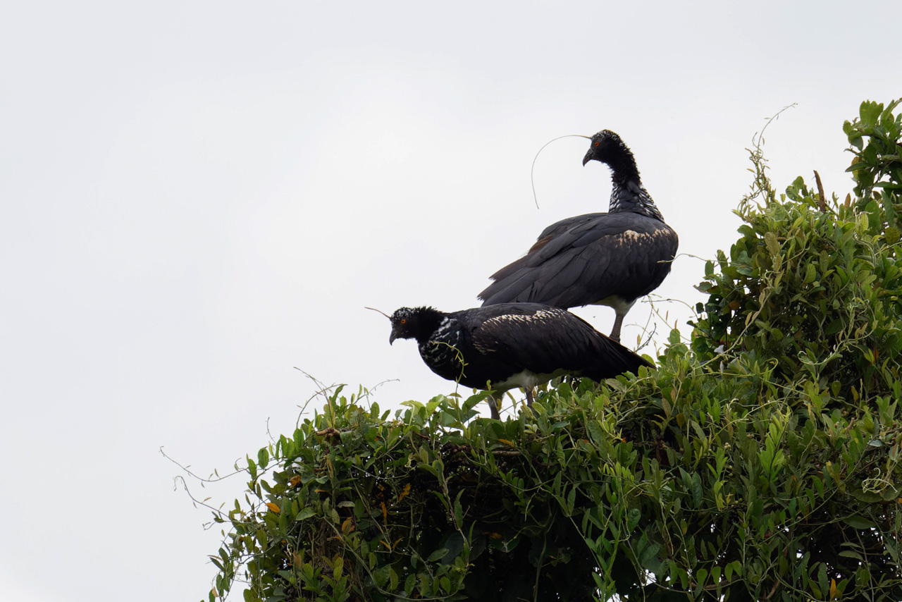 Horned Screamer