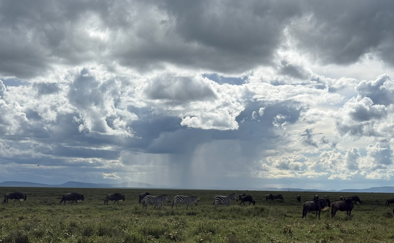 Short grass plains of the Serengeti 