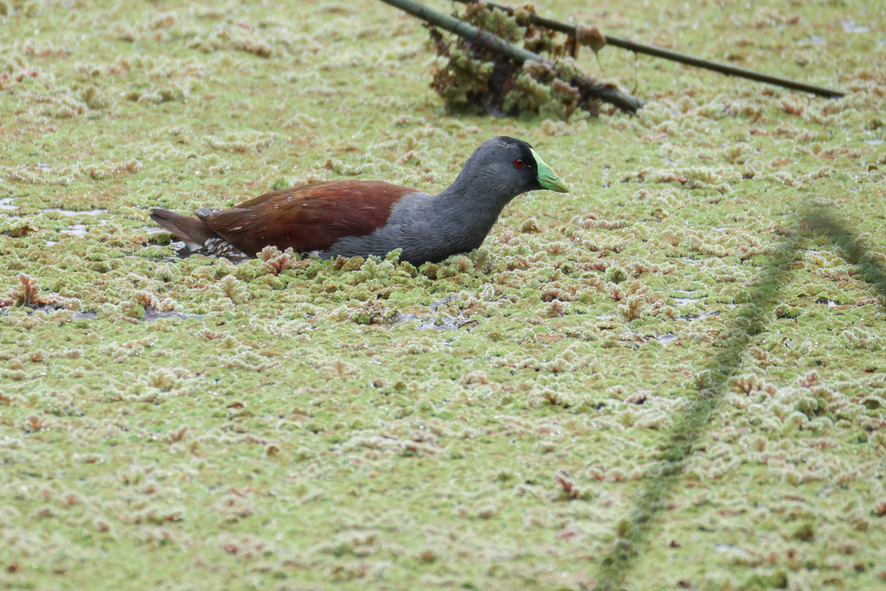 Spot-flanked Gallinule