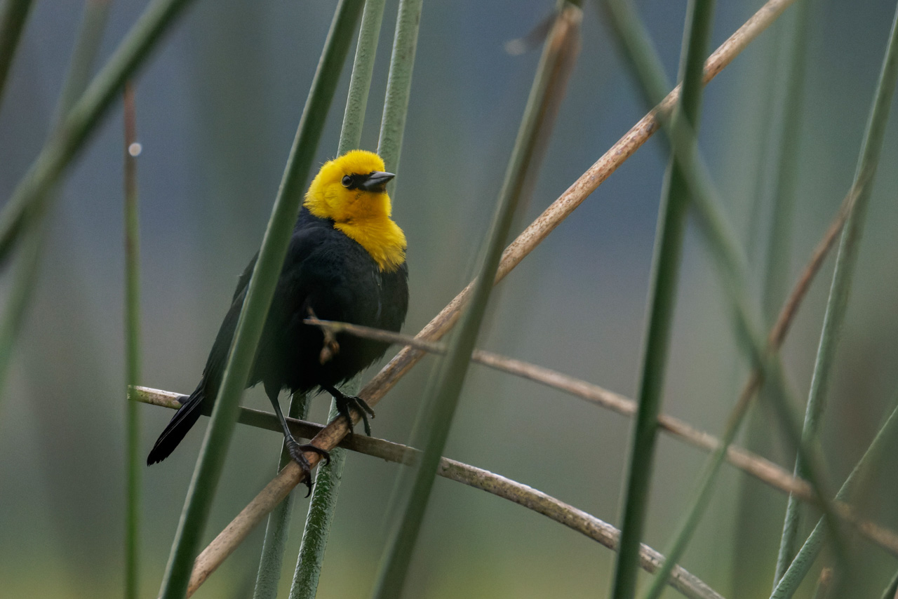 Yellow-hooded blackbird