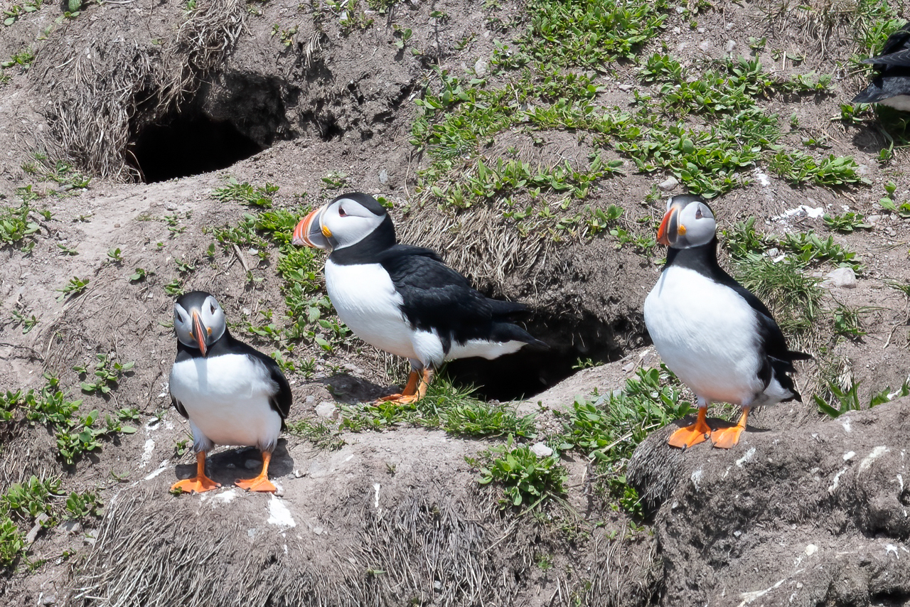 Atlantic Puffin