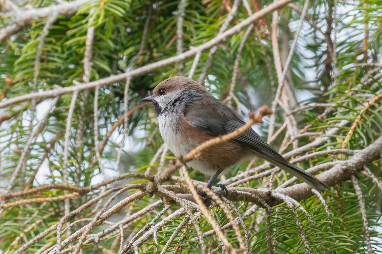 Boreal Chickadee