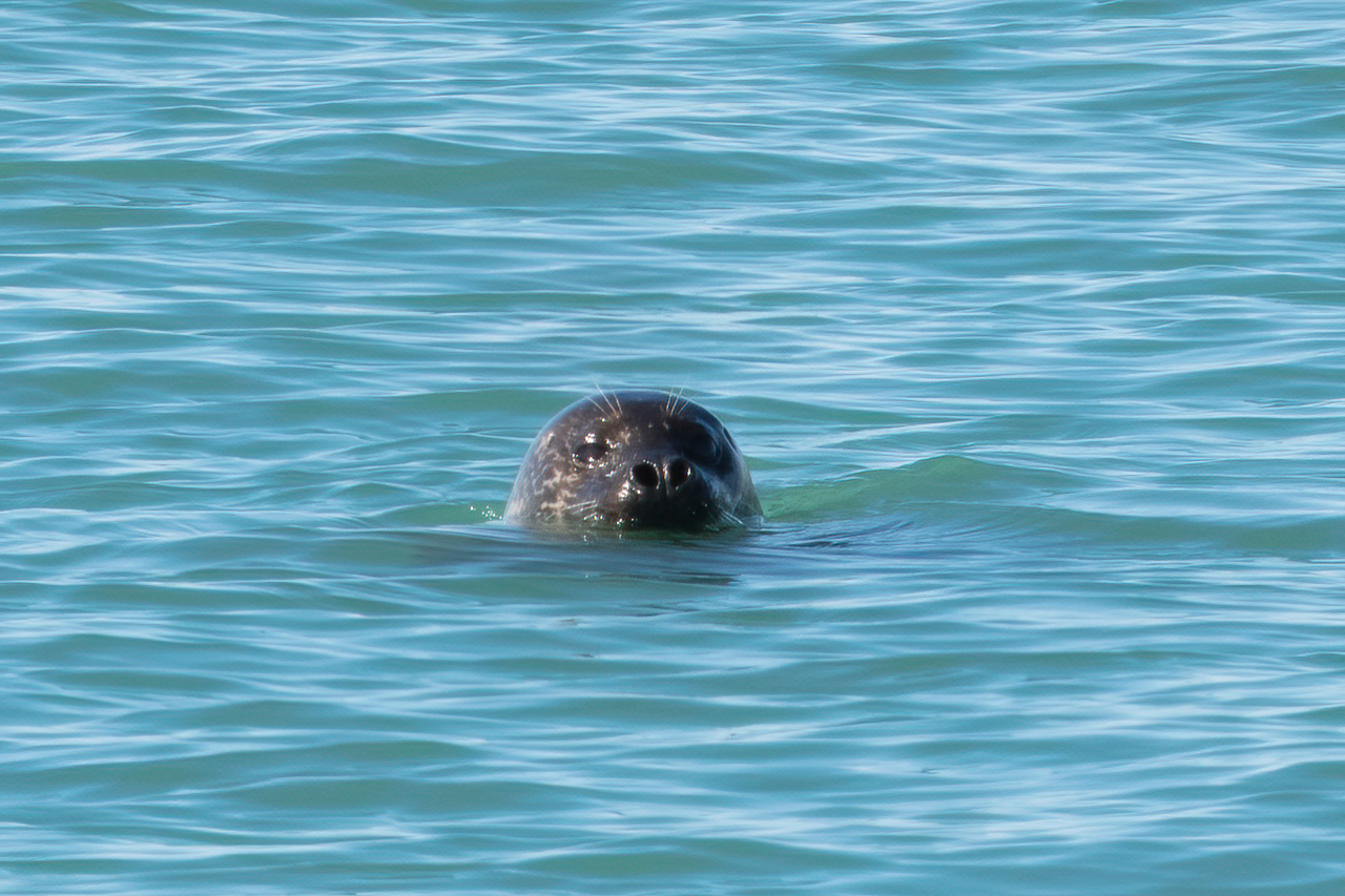 Harbour Seal