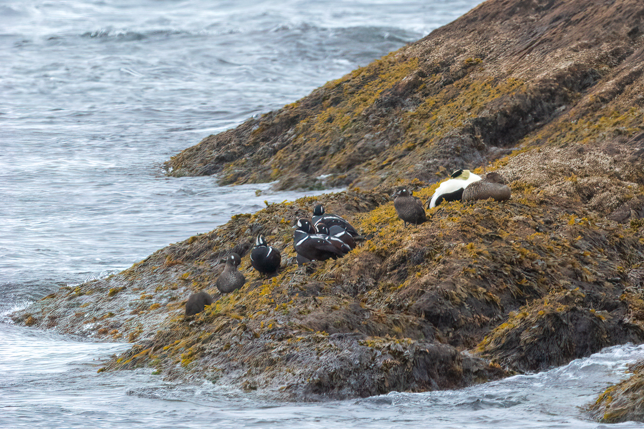 Harlequin Duck and Common Eider