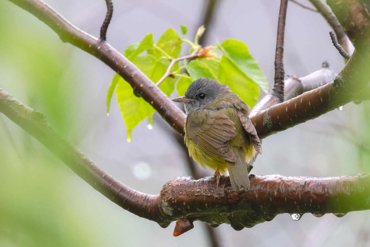 Mourning Warbler
