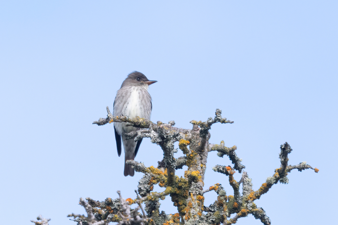 Olive-sided Flycatcher