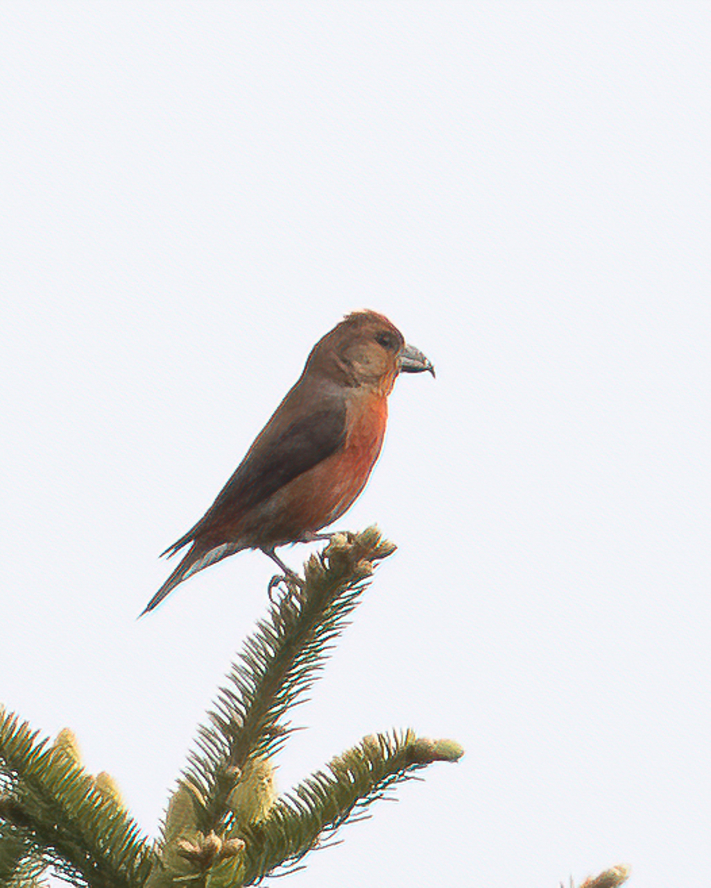 Red Crossbill