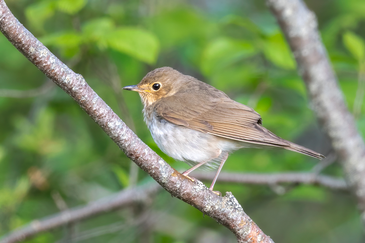 Swainson's Thrush