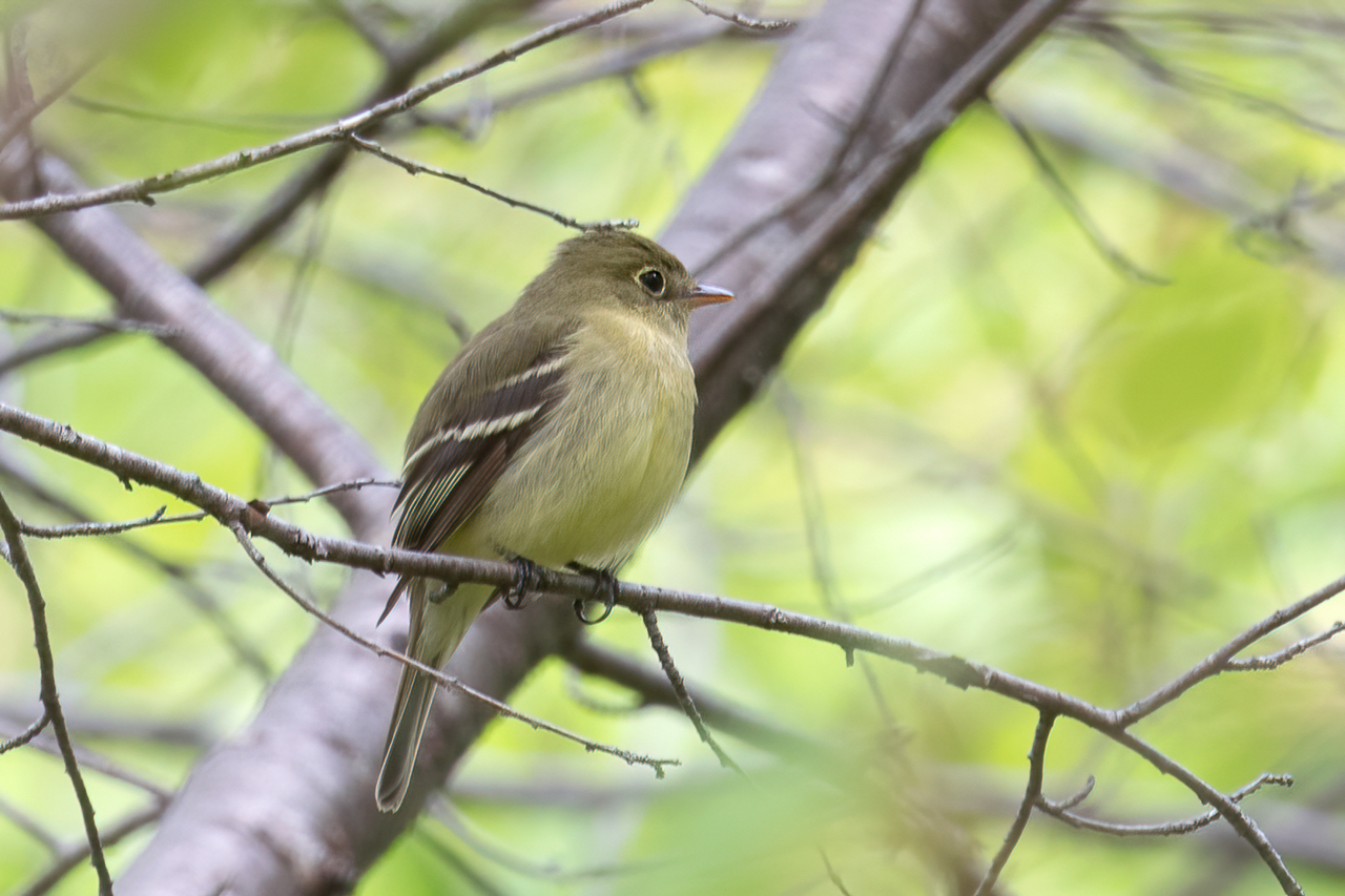 yellow-bellied Flycatcher