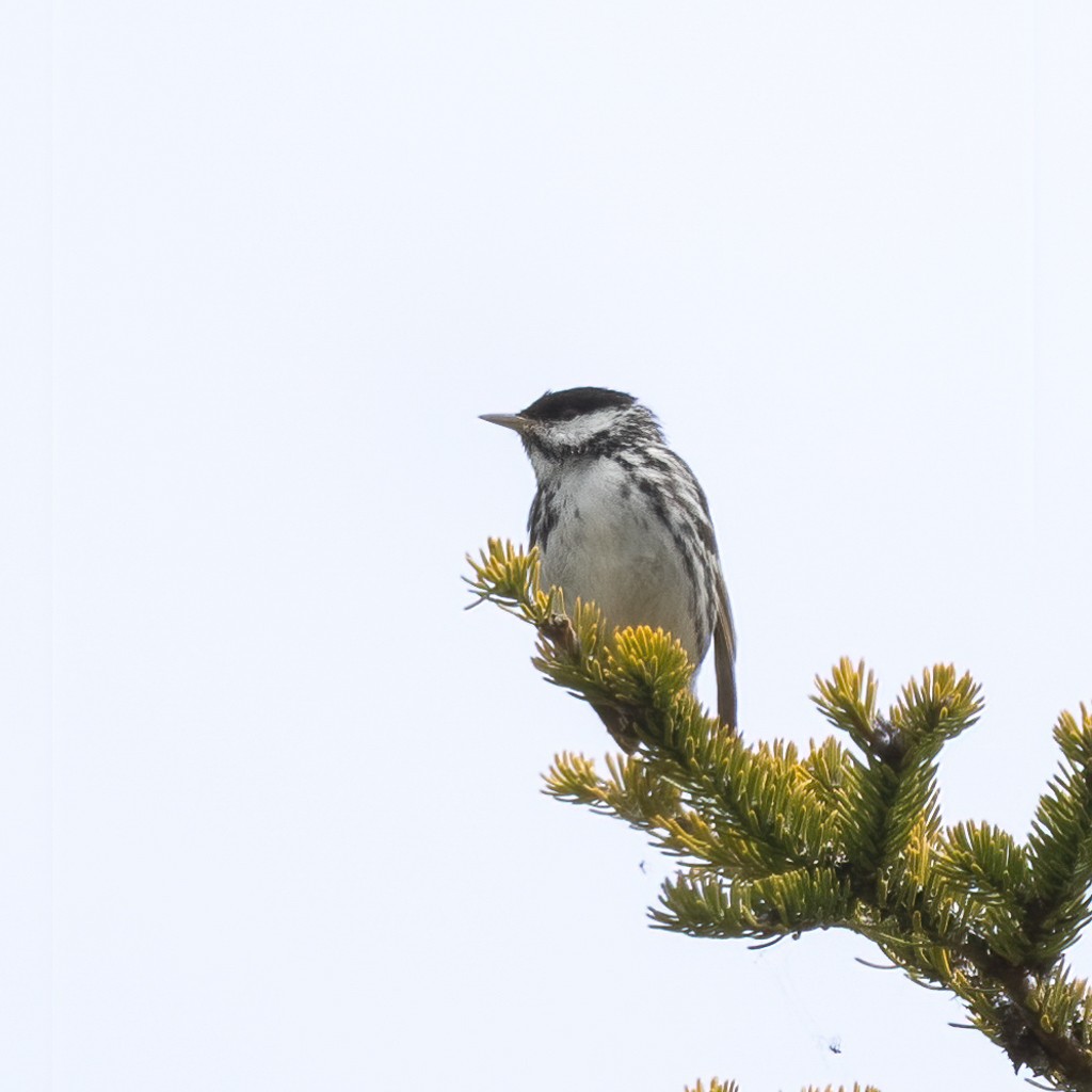 Blackpoll Warbler