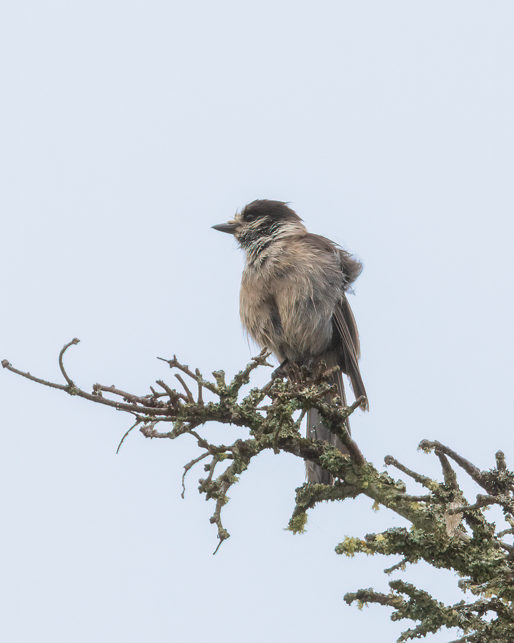 Canada Jay