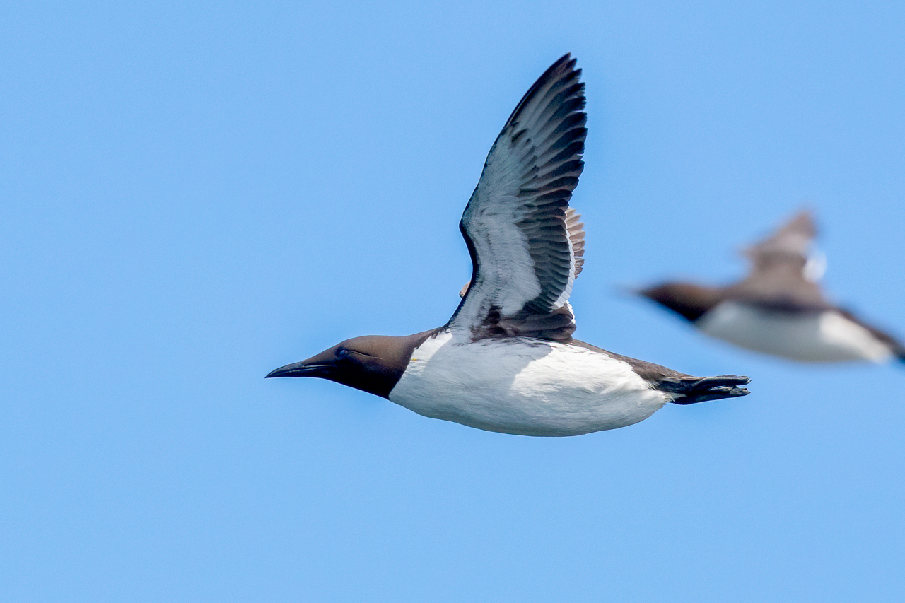 Common Murre