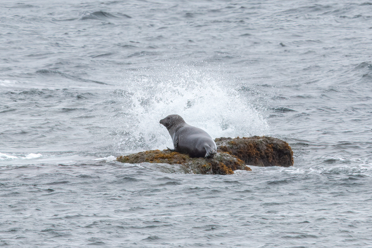 Harbour Seal