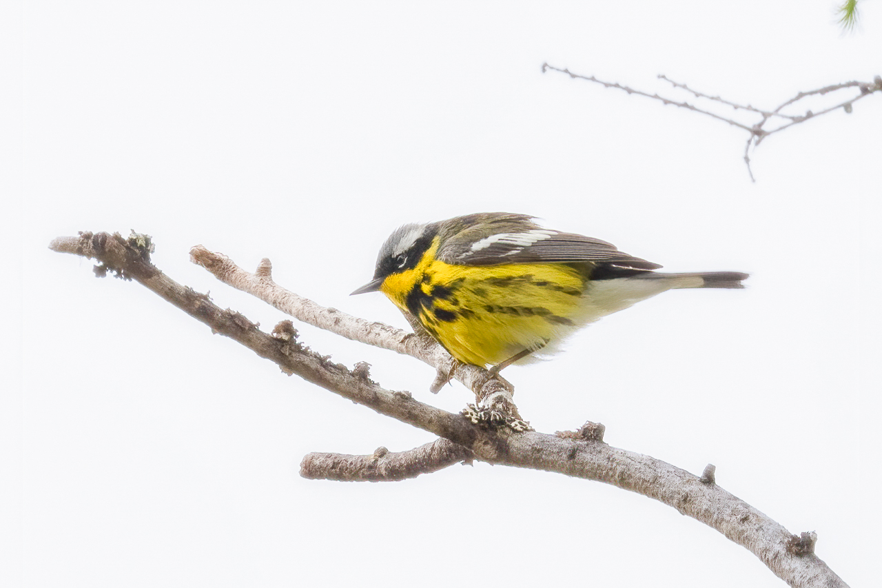 Magnolia Warbler
