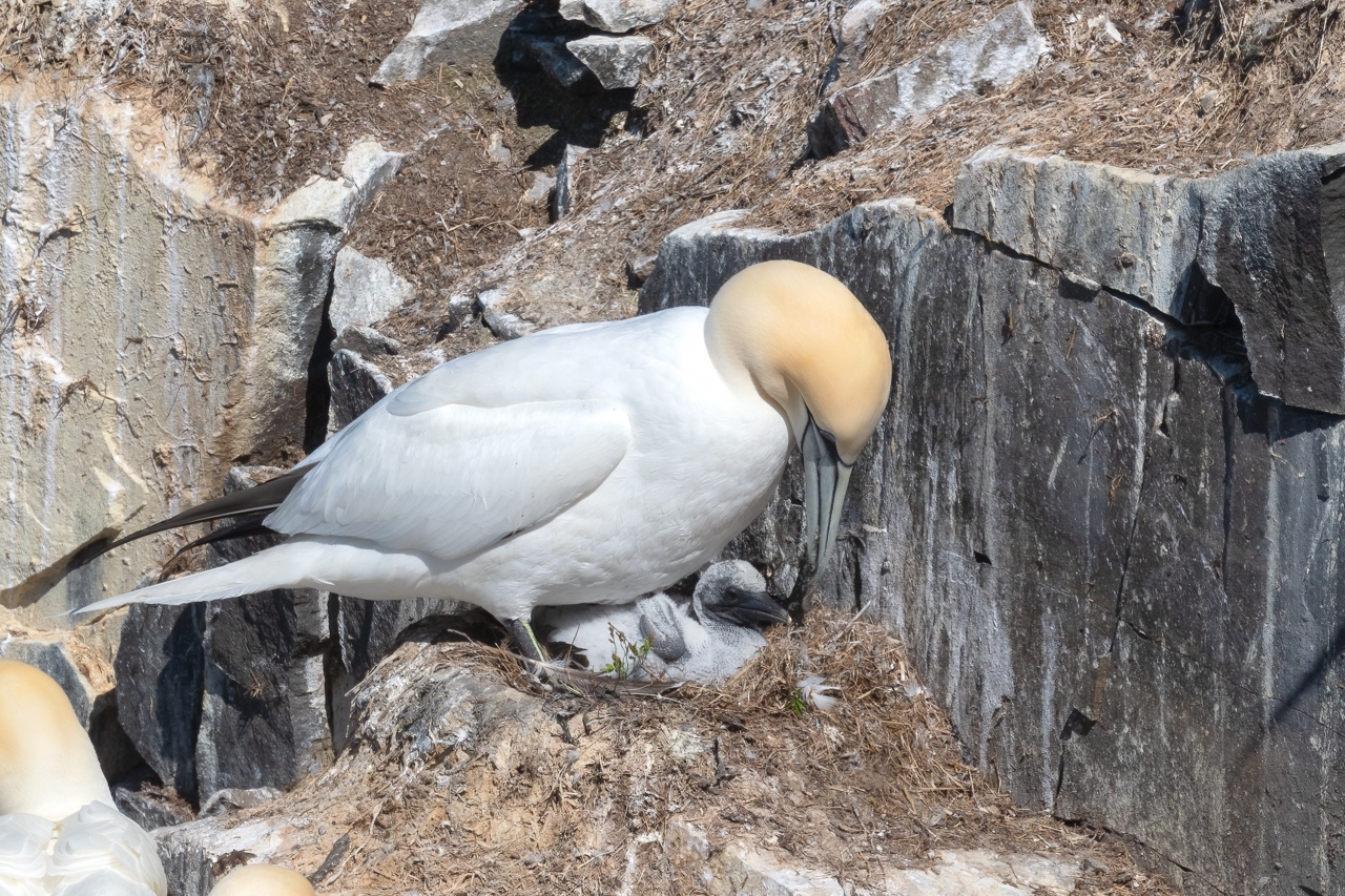 Northern Gannet and chick