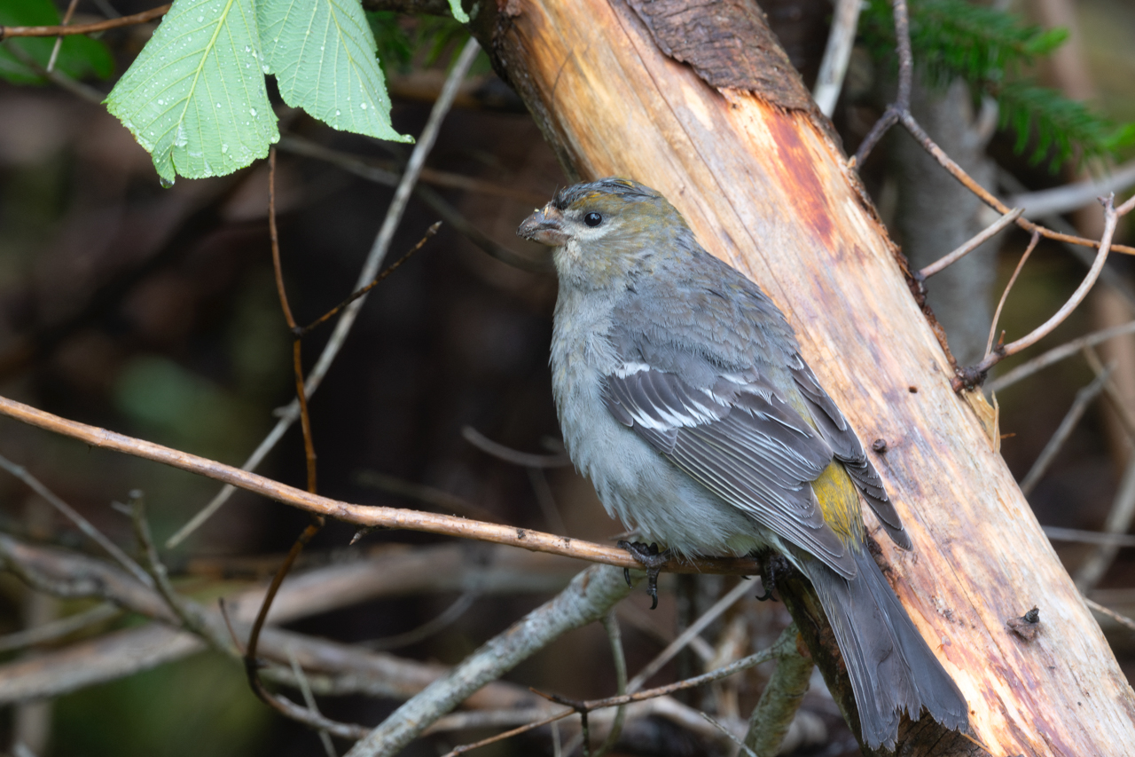 Pine Grosbeak