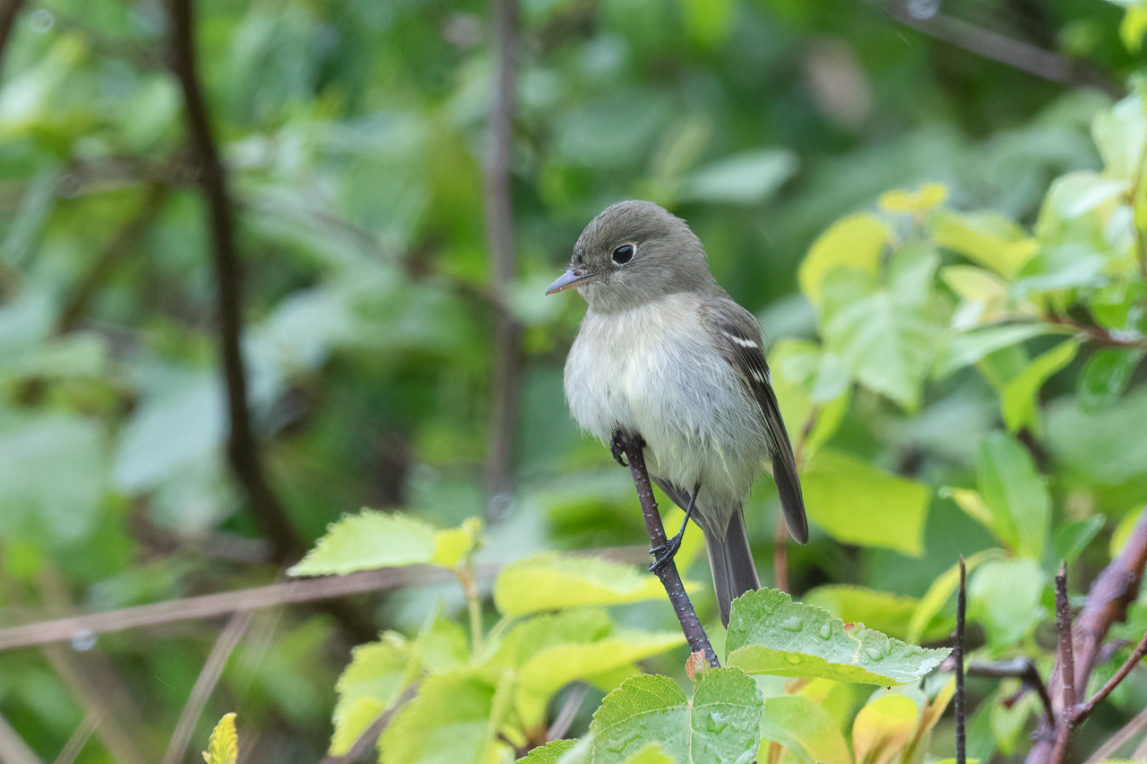 Alder Flycatcher