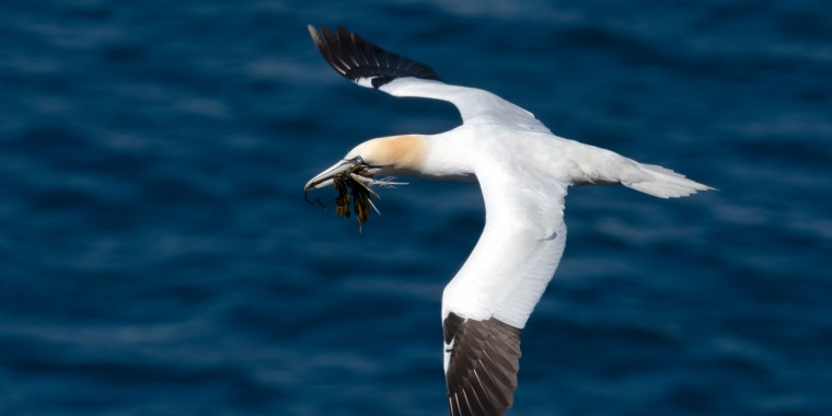 Grand Newfoundland Birding Trip Report (June 11 – 22, 2026)