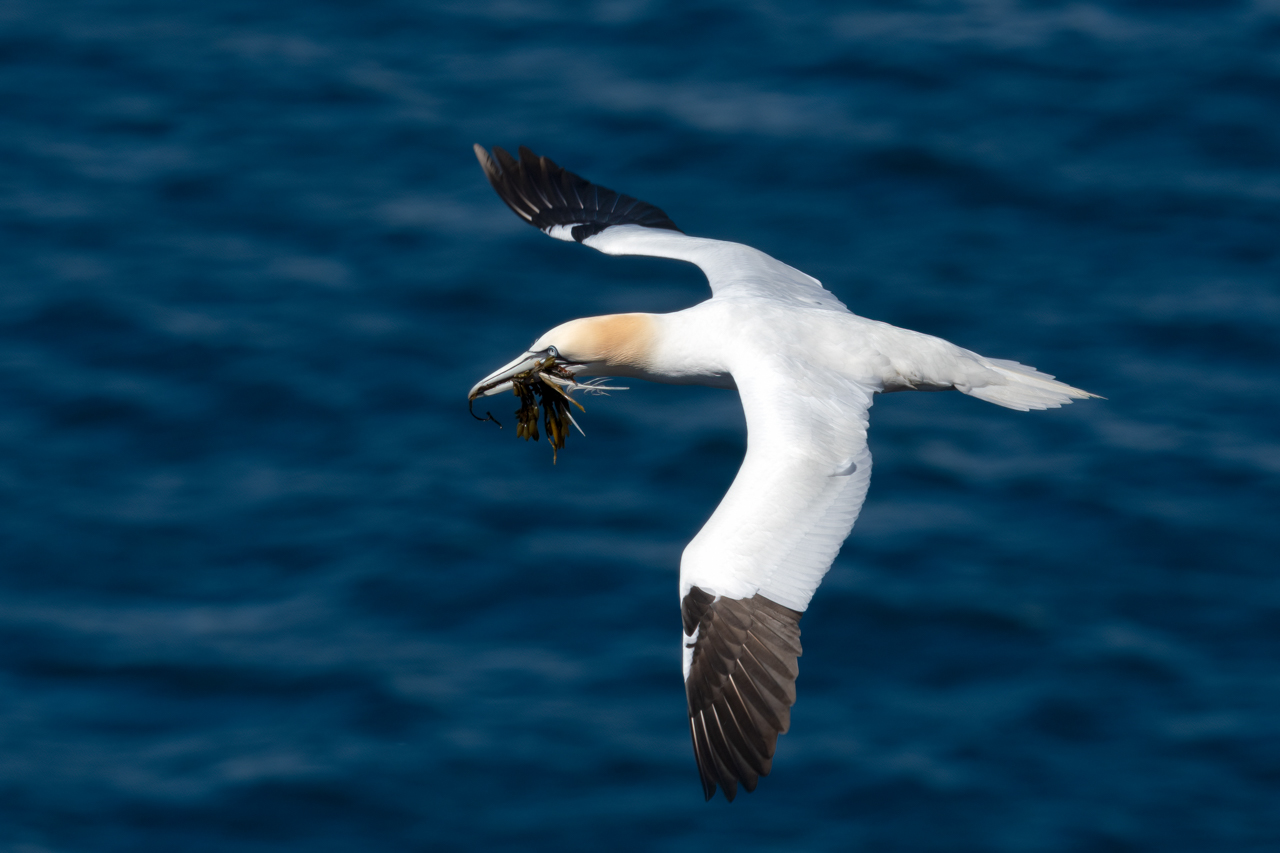 Northern Gannet