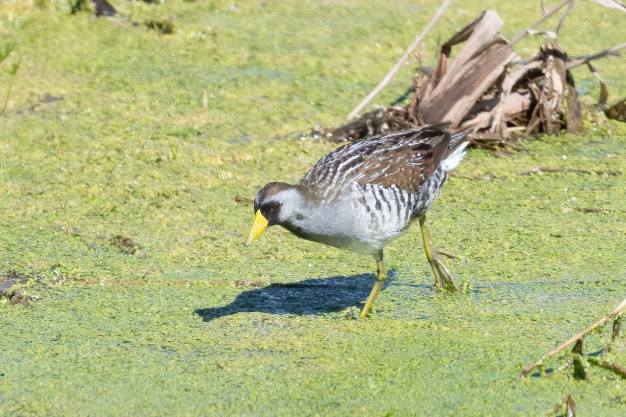 Sora