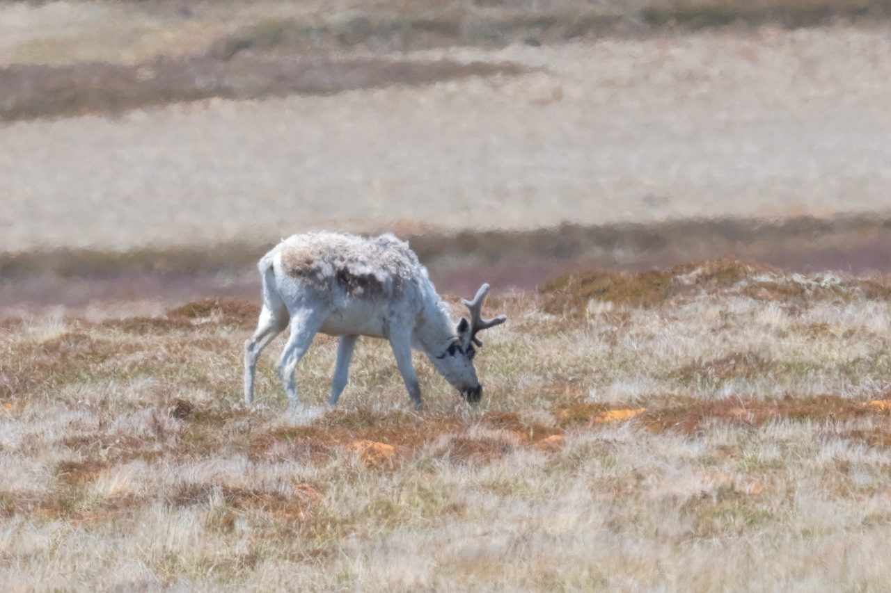 Woodland Caribou