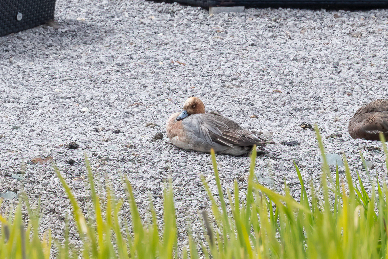 Eurasian Wigeon