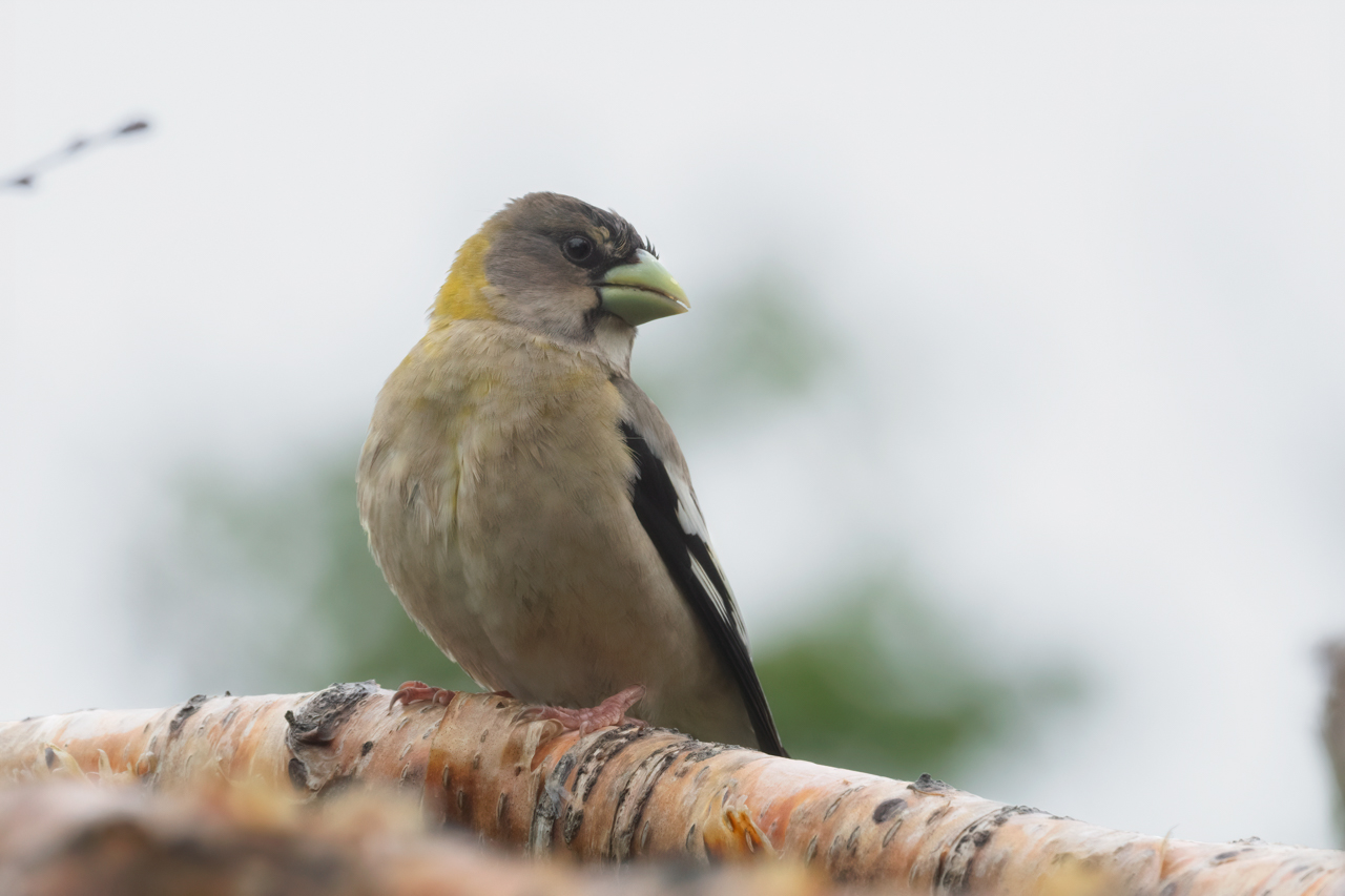 Evening Grosbeak