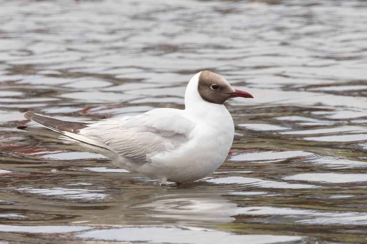 Black-headed Gull
