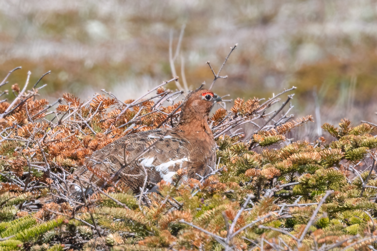 Willow Ptarmigan