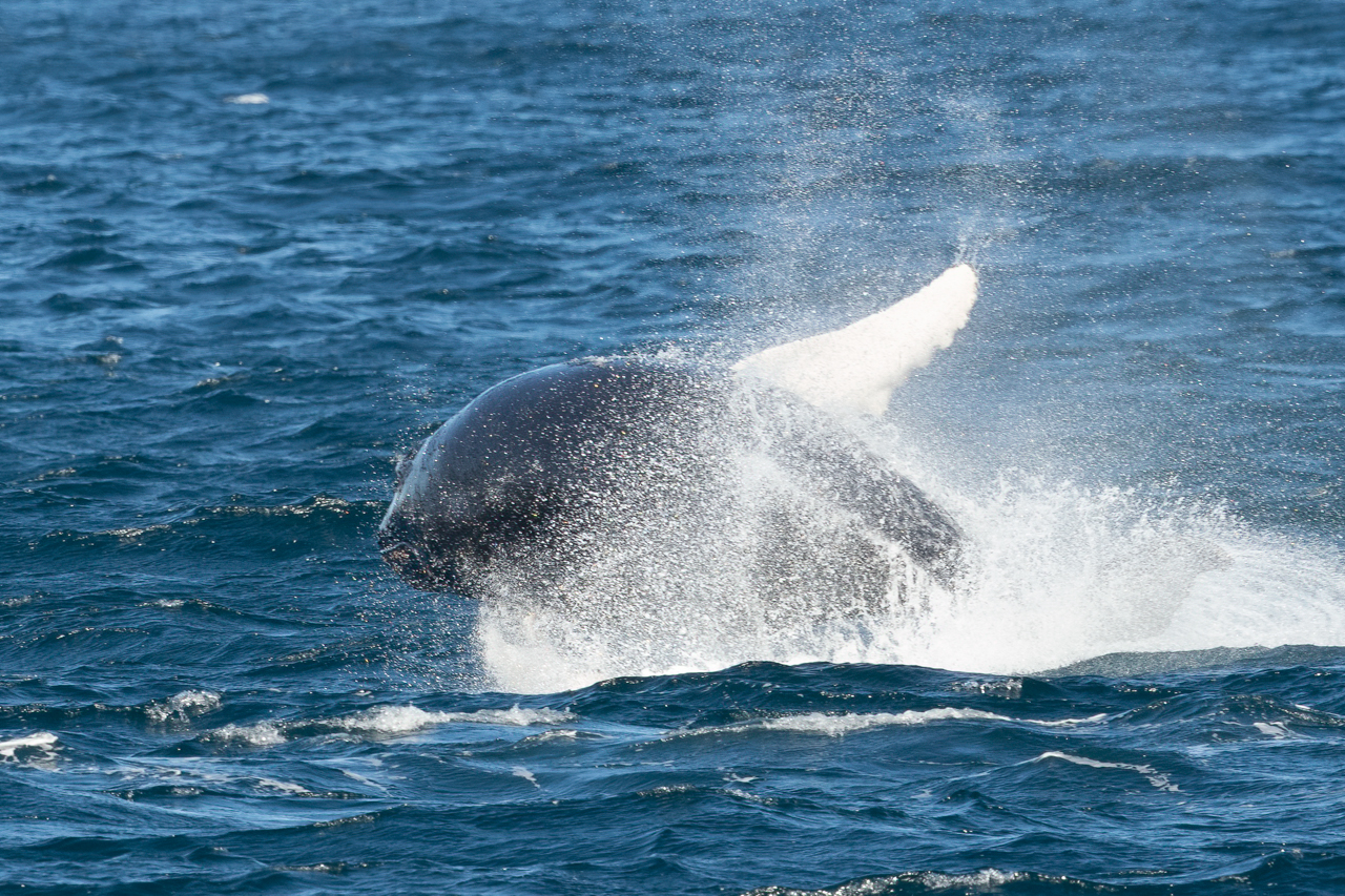 Humpback Whale